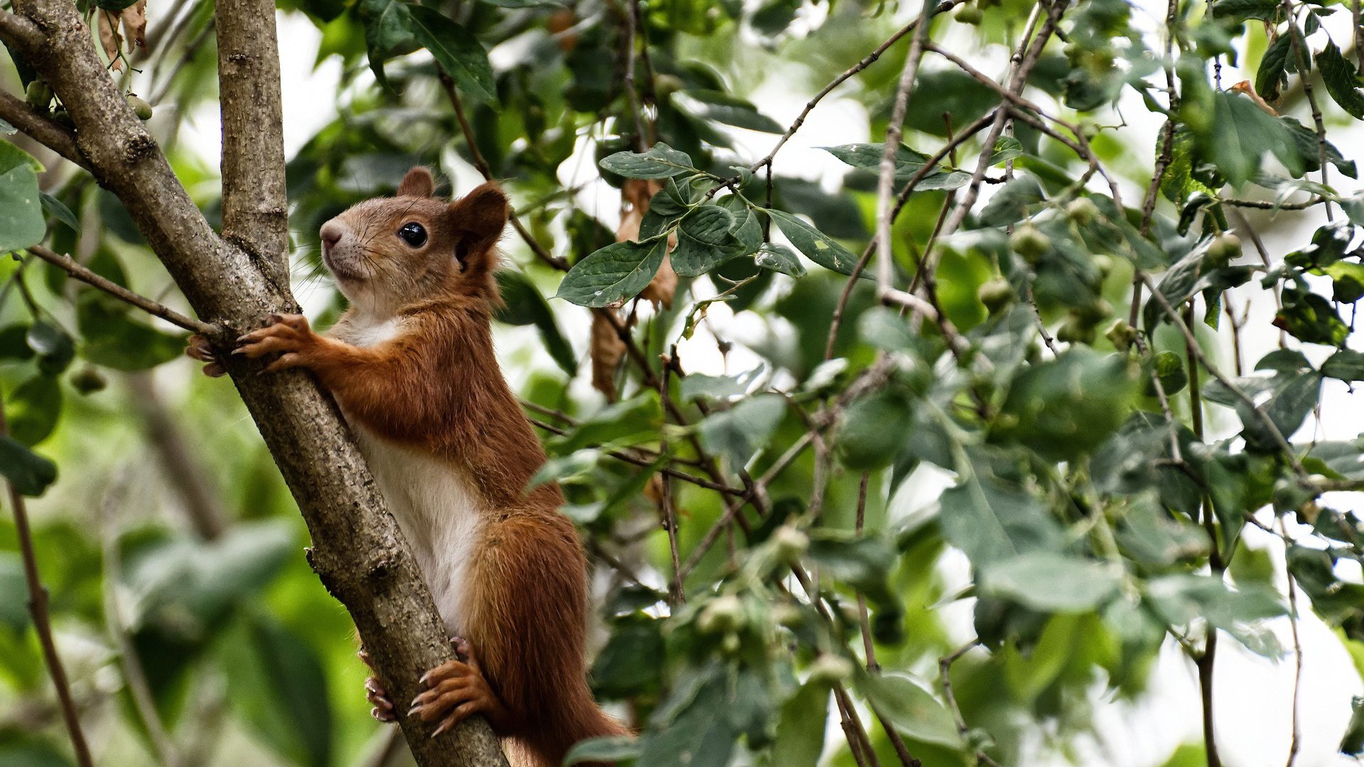 绝境中的红龙咆哮，威尔士奥运征途上最惊心动魄的翻盘