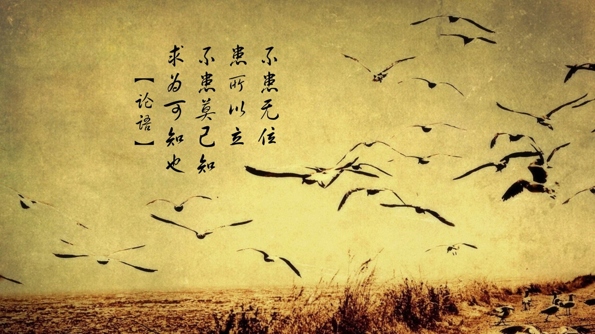 冰火两重天，布克完成自我救赎，魔术稳稳拿下广东队的战术密码