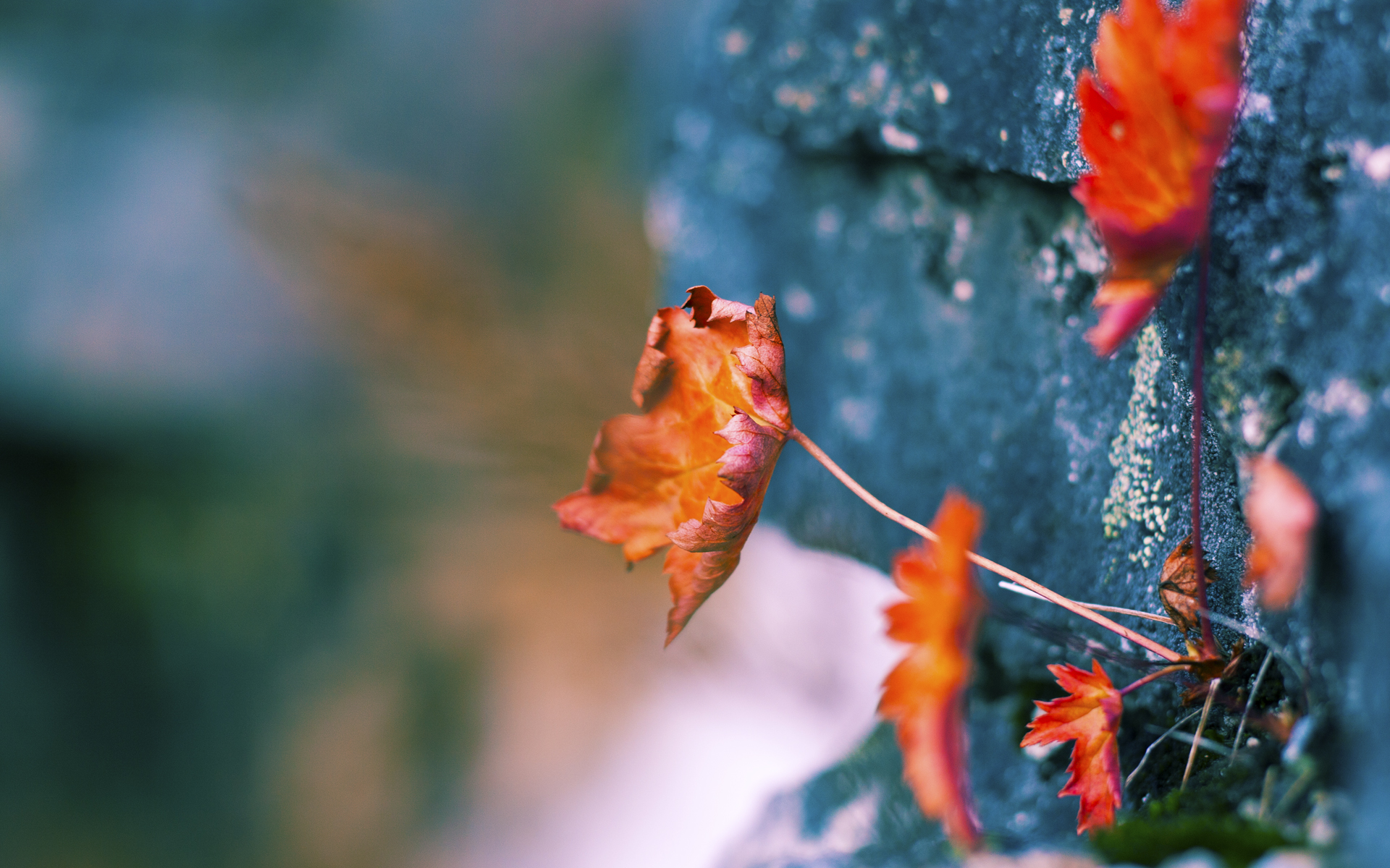 斗兽场与沙漠之间，卡瓦哈尔的剑，刺穿两个文明的十字路口