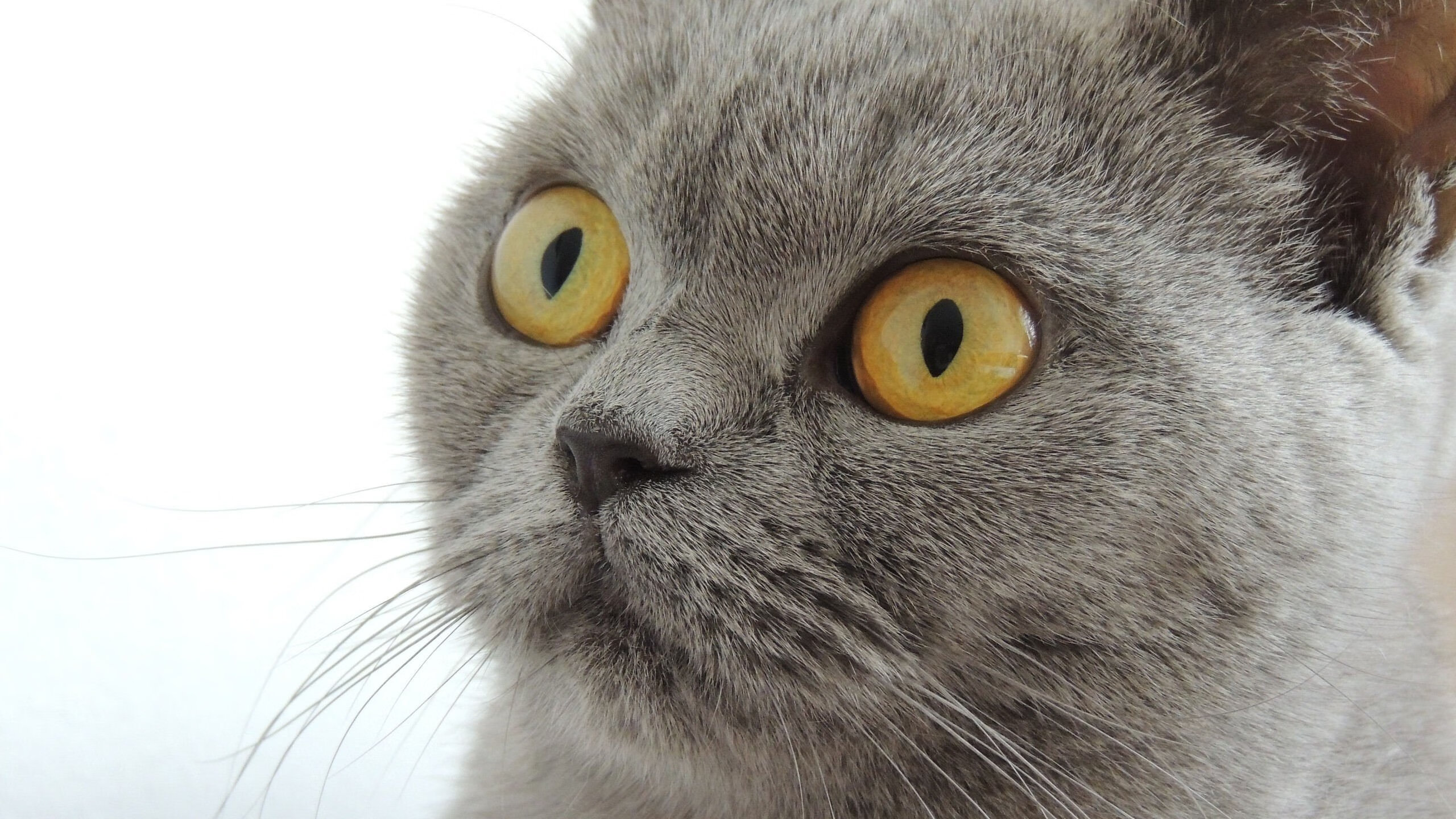 铁血队长与红军意志，一场横跨欧非的战术博弈