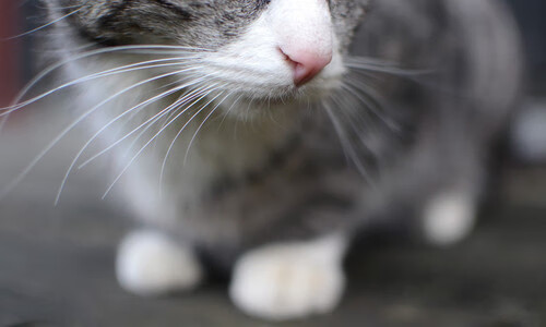 杀死比赛！范弗利特超越库里时刻的唯一性诠释